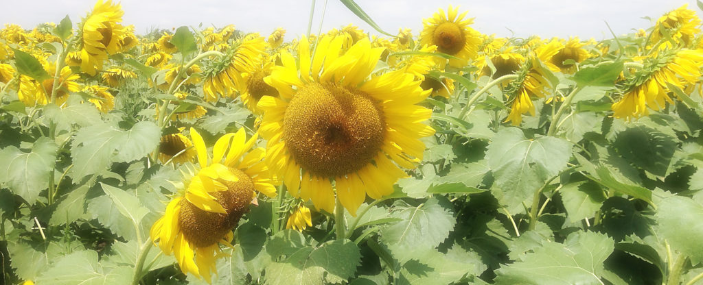 Reflections on the symbolism and significance of sunflowers, including their ability to absorb toxins and their representation of seeking the light.