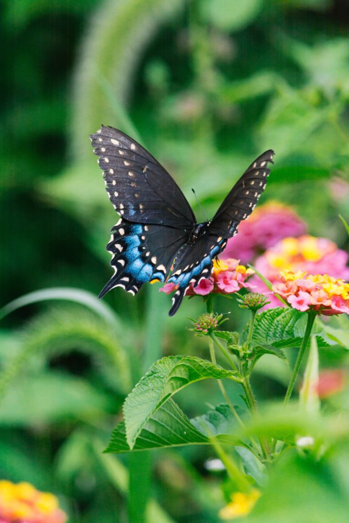 A heartwarming story about growing butterflies leads to powerful life lessons on patience and the importance of embracing struggles to grow stronger.