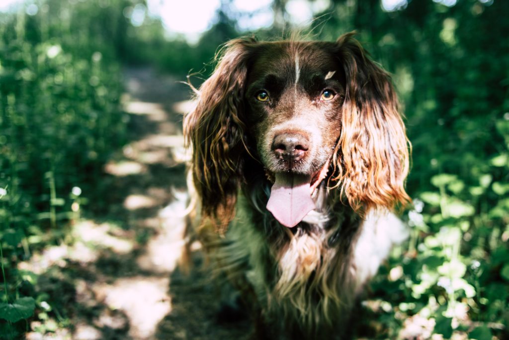 Lessons from a wise dog and rogue elephants teach Ja-lene about the power of being observant, as all of nature follows rules that humans have yet to fully comprehend.