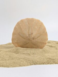 Sanddollar