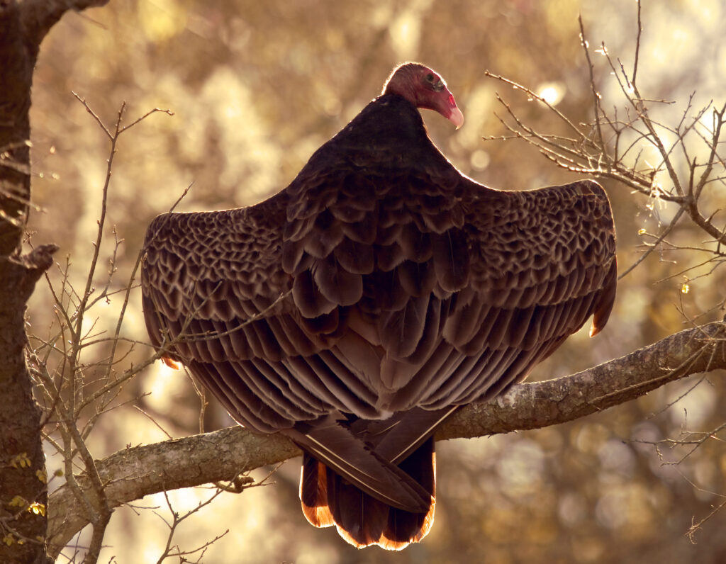 This musing explains learning to react with awareness—inspired by a wake of turkey vultures.